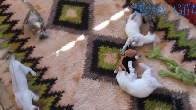 бенгальская кошка, бенгальский котенок, продажа бенгалы с документами
