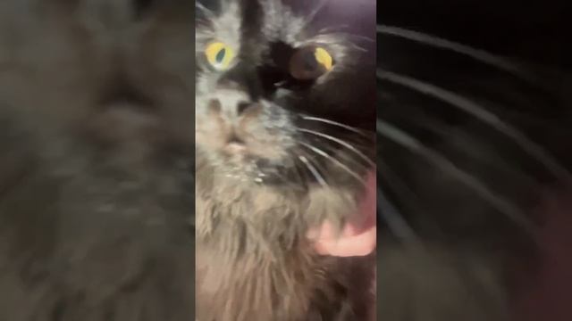 Элитный кот Чернуха ходит лохматый как чёрт и не хочет причесаться ?⬛ смотреть онлайн