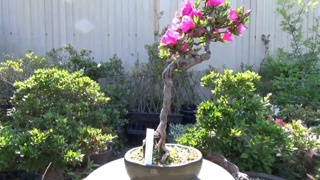 Azalea Bonsai. Tall figure from Japan. смотреть онлайн