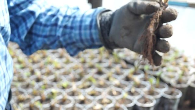 Посадка рассады земляники в стаканчики смотреть онлайн