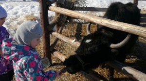 ЗООПАРК Деревенька Вологда, ZOO, animals