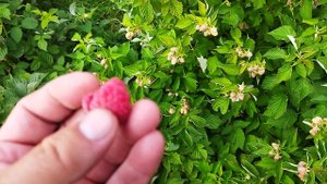 Малина Таруса