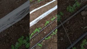 горох в теплице 2021 начало...