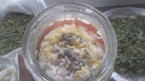 Триходермин из Глиокладина, горчица на микрозелень. 7 дней от начала.