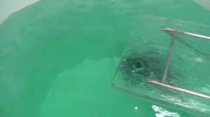 Нерпа Байкальская