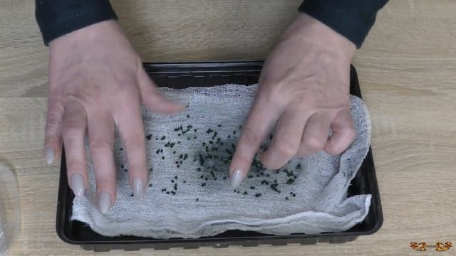 Рассадный марафон | Сделайте это перед посевом семян лука Эксибишен, иначе он взойдёт плохо смотреть онлайн