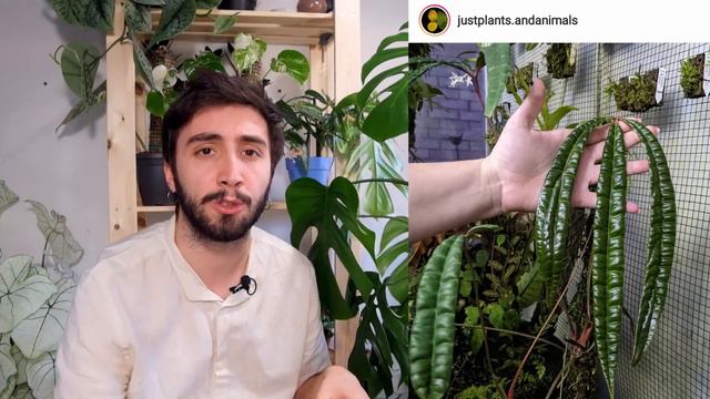 GUARDA 6 Anthurium RARI che forse non conosci смотреть онлайн