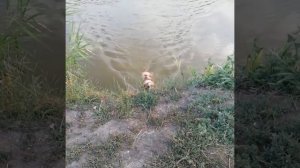 Апорт утки из воды  Открытая подача  Эпаньоль Бретон.mp4