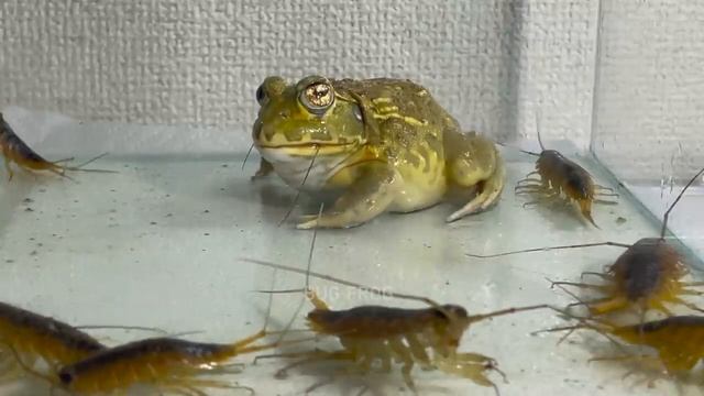 лягушка Pacman африканская лягушка-бык ЖИВОЕ КОРМЛЕНИЕ Frog African bullfrog LIVE FEEDING 2023 смотреть онлайн