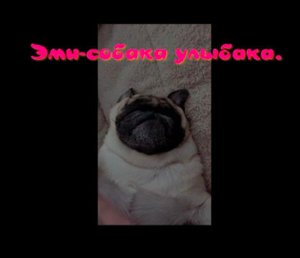 Дочкин мопс Эмми опять всех веселит.Классная озвучка.