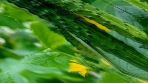 Огурцы горчат - что делать, как это исправить и почему так?!