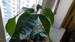 Манго из косточки. Часть 2: первые два месяца.