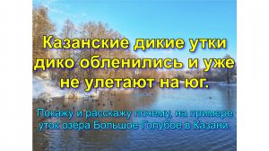 Казанские дикие утки дико обленились и уже не улетают на юг.