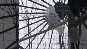 Белая полярная сова на съемкиI8(965)380-13-11 Москва