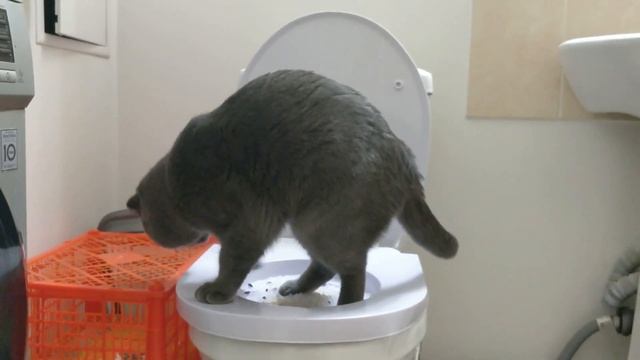 Как научить кота ходить на унитаз? быстро и эффективно