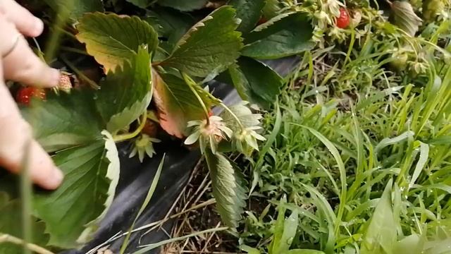 Съездили на САМОСБОР КЛУБНИКИ. ЦЕНА за 1 кг.  БЕЛОРЕЧЕНСК  КРАСНОДАРСКИЙ КРАЙ