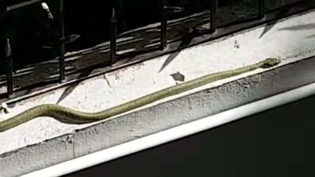 Очень ядовитая змея в Паттайя смотреть онлайн