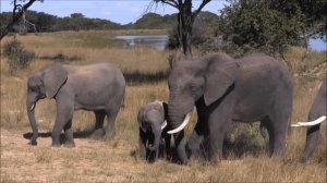 Canon Legria HF M406 HD Camcorder