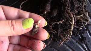 Клубни алоказий.