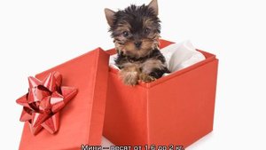 Карманные собачки: маленькие пушистые породы