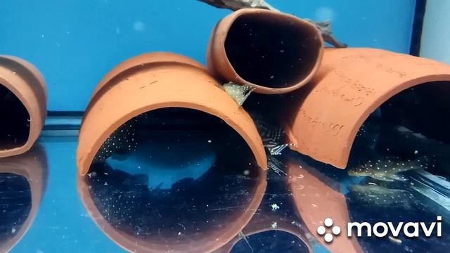 Немного о сомиках смотреть онлайн