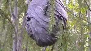 Дикие осы. Гнездо..wmv