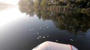 Жерех на ВОЛКЕР в Центральной полосе России в сентябре!!! Поверхностные приманки?! Не не слышал)))