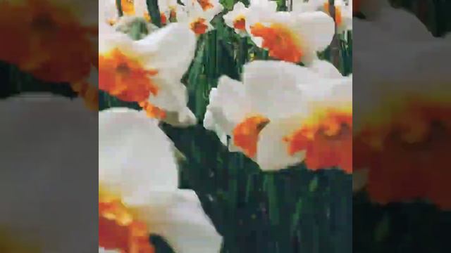 SPRING IN MOSCOW #spring #веснавгороде #краскиприроды #flowersblooming