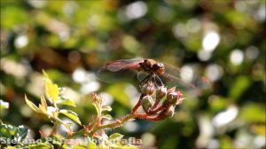 Mini-Documentario -  Libellule, Trithemis annulata, Sympetrum striolatum e Chalcolestes