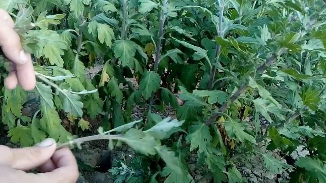 How to grow chrysanthemums from cutting / easy way 100% root смотреть онлайн