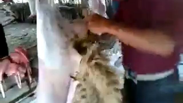 Рекорд смотреть онлайн