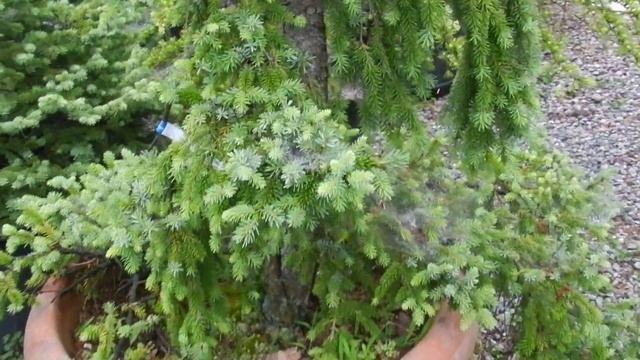 オモリカトウヒペンデュラ　picea omorika pendula смотреть онлайн