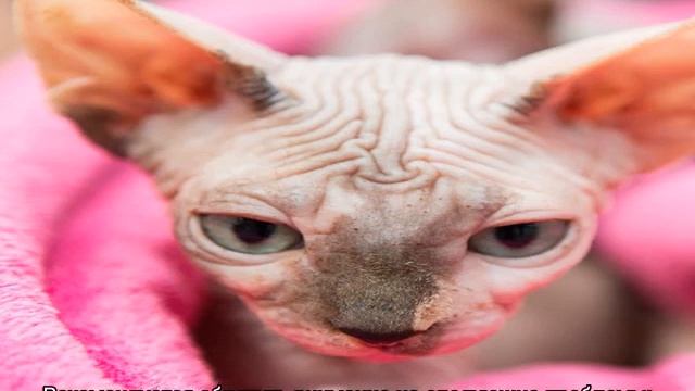 Донской сфинкс, котенок-браш — чем кормить