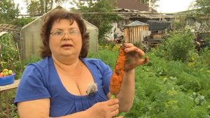 Секреты выращивания моркови