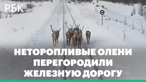 В Якутии прогнали оленей, которые вышли на железнодорожные пути