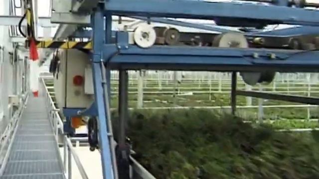 Oriental Group смотреть онлайн