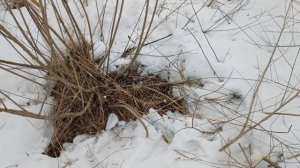 Как найти иву для плантации в городе?