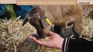 Радиоактивные превращения | Физика 11 класс #48 | Инфоурок