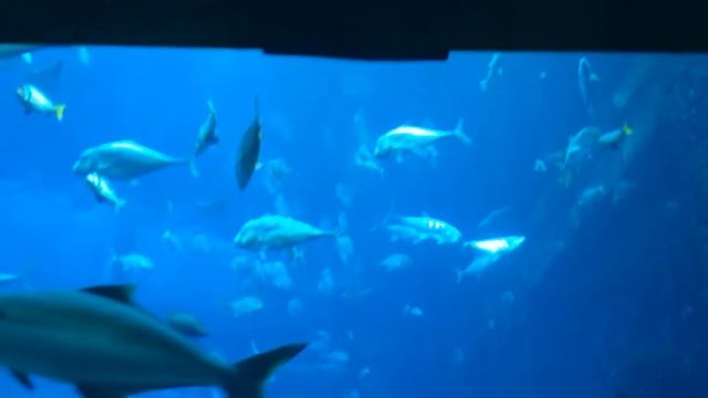 Atlantis The Palm Aquarium смотреть онлайн
