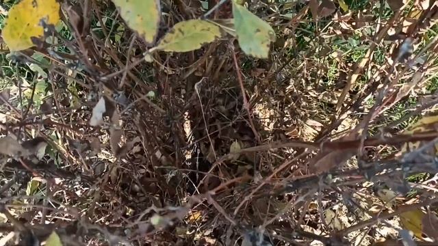 Хотите Супер жимолость - обрежьте и подкормите кусты в сентябре!!! смотреть онлайн