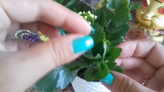 Каланхоэ после цветения. Обрезка каланхоэ