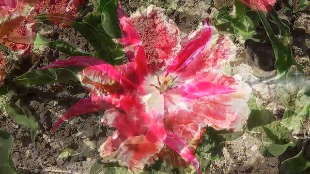 Парад тюльпанов 2015 смотреть онлайн