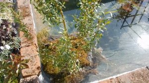 Запуск рыбок в садовый прудик.