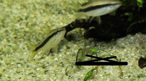 Сиамский водорослеед – главный борец с водорослями