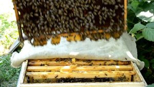 Сколько меда за сезон. Одна пчелосемья. Полная история