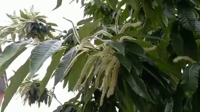 Загадочное дерево. Каштан посевной (съедобный) смотреть онлайн