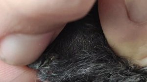 Обрезка когтей собаке. Часть 1. Как защитить пульпу.