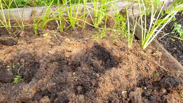 Простое супер средство от морковной мухи. Только чистая морковь. смотреть онлайн