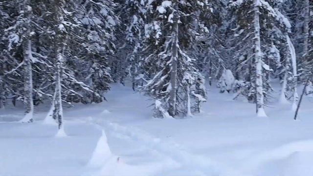 Волки !!! смотреть онлайн