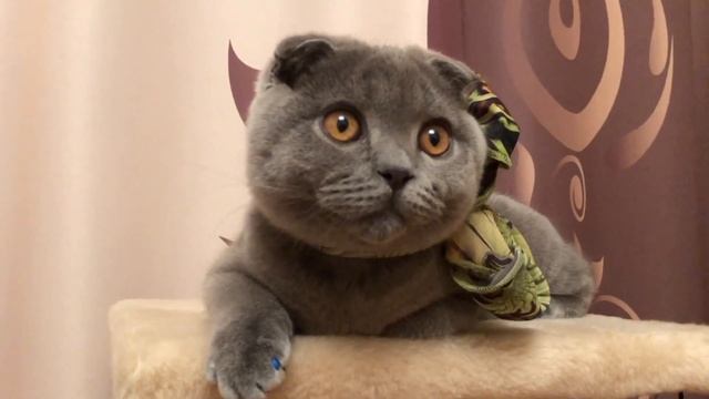 Забавный стишок про шаловливого кота - стихи про котов смотреть онлайн